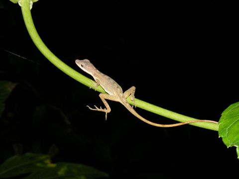 Arenal Oasis Frog Watching Night Tour