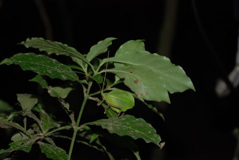 Ecocentro Danaus Night Tour