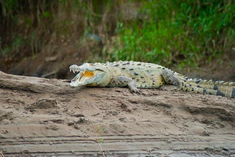 Transport Central Pacific Beaches & Crocodile Tour