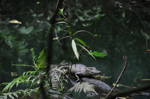 Ecocentro Danaus Night Tour