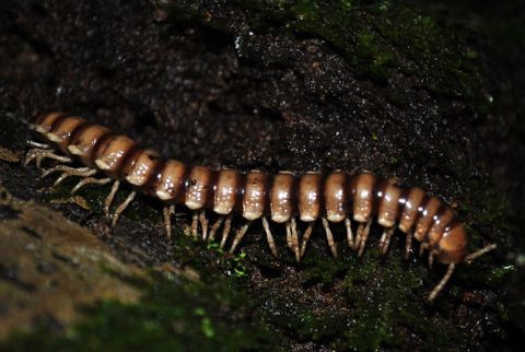 Arenal Night Hike