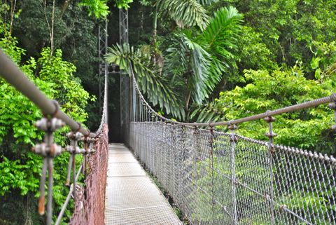 Natural History Walk Hanging Bridges