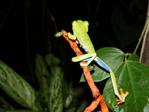 Arenal Oasis Frog Watching Night Tour