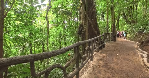 Mistico Hanging Bridges