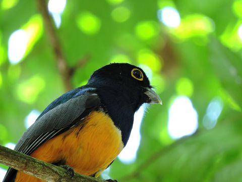 Bird Watching in the Rainforest