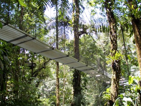 Natural History Walk Hanging Bridges