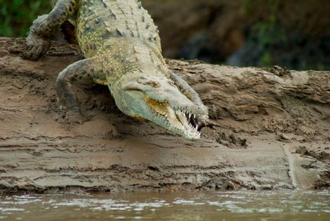 Transport Central Pacific Beaches & Crocodile Tour