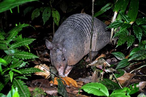 Arenal Night Hike