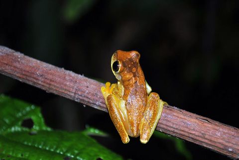 Arenal Night Hike