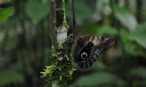 Ecocentro Danaus