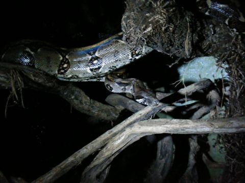 Arenal Oasis Frog Watching Night Tour