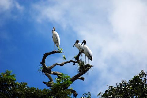 Caño Negro Wildlife Refuge Costa Rica