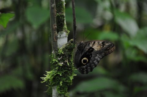 Ecocentro Danaus Night Tour