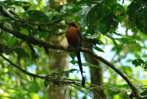 Hanging Bridges & Birdwatching tour