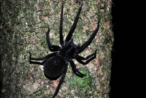 Arenal Night Hike