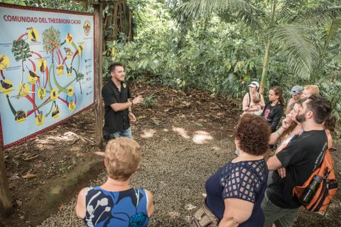 Rainforest Chocolate Tour