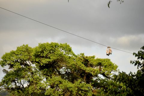 Sky Tram & Sky Trek Costa Rica Tour