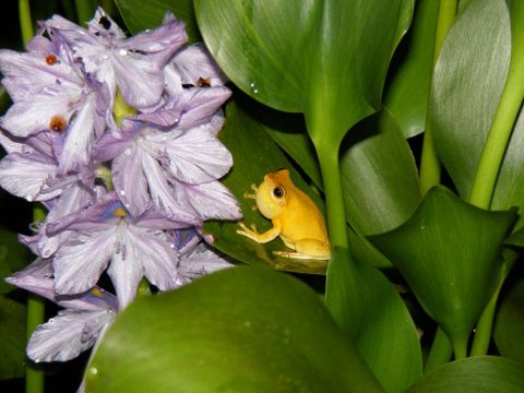 Arenal Oasis Frog Watching Night Tour