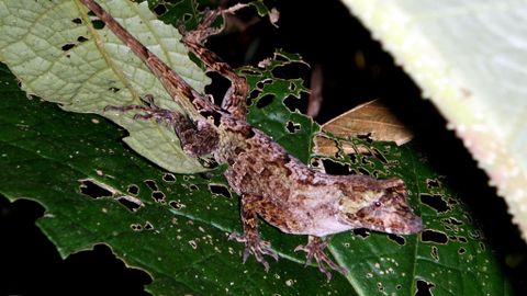 Arenal Night Hike