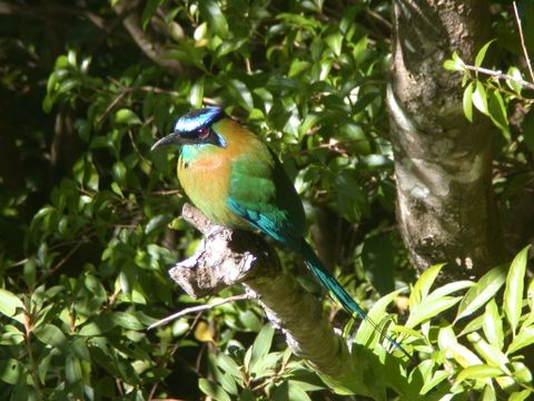 Hanging Bridges & Birdwatching tour