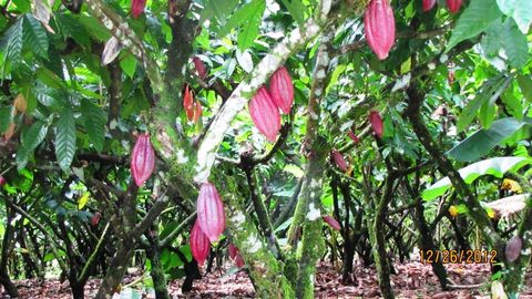 Rainforest Chocolate Tour