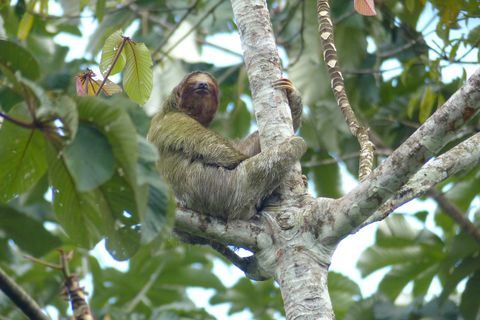 Sloth Tour  Arenal Volcano Costa Rica