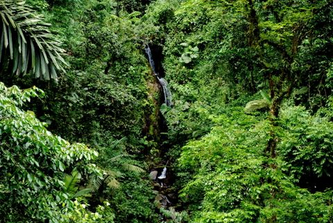 Hanging Bridges & Birdwatching tour