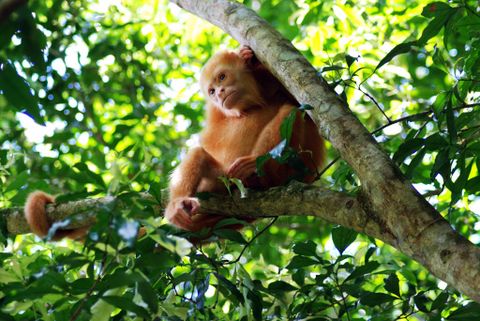 Cano Negro Wildlife Refuge - Costa Rica