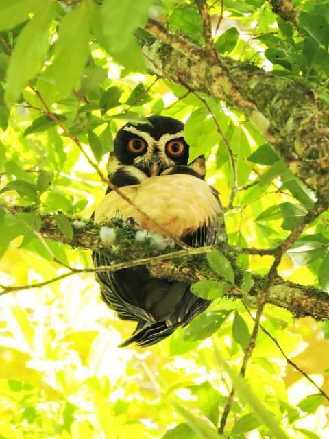 Bird Watching in the Rainforest