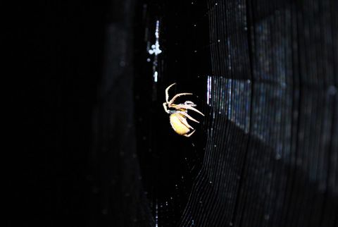 Arenal Night Hike