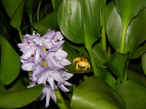 Arenal Oasis Frog Watching Night Tour