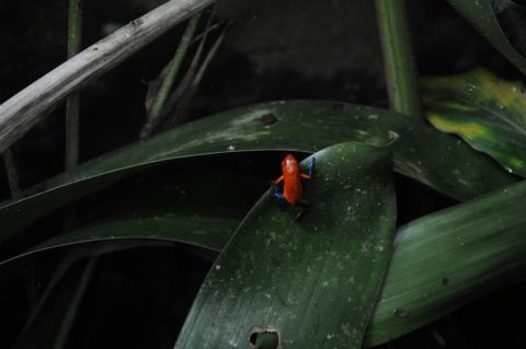 Ecocentro Danaus Night Tour