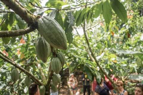 Rainforest Chocolate Tour