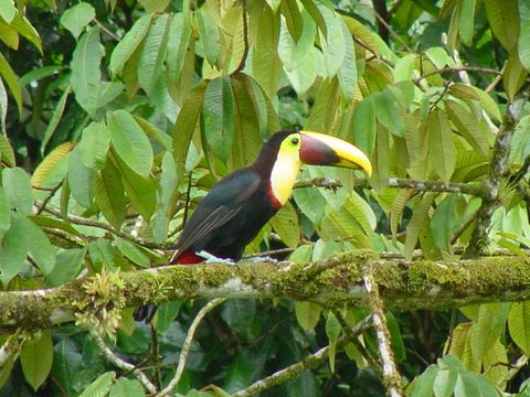 Hanging Bridges & Birdwatching tour