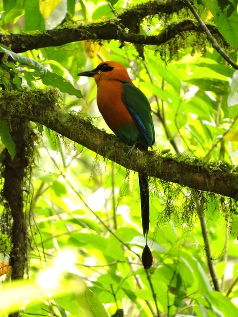 Bird Watching in the Rainforest