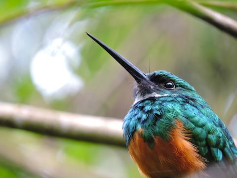 Bird Watching in the Rainforest