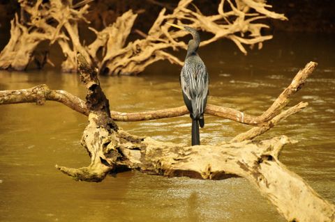 Caño Negro Wildlife Refuge Costa Rica