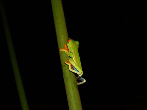 Arenal Oasis Frog Watching Night Tour