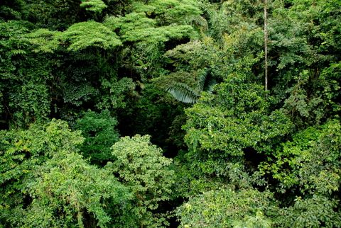 Hanging Bridges & Birdwatching tour