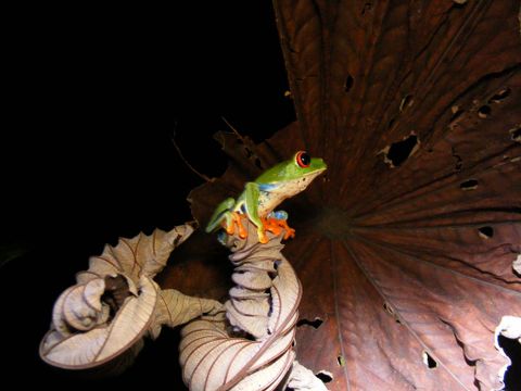 Arenal Oasis Frog Watching Night Tour