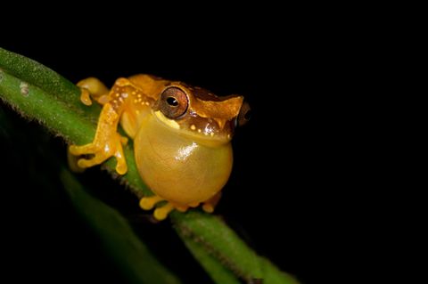 Arenal Oasis Frog Watching Night Tour