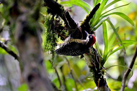 El Silencio Mirador Trails &  Hot Springs - Arenal