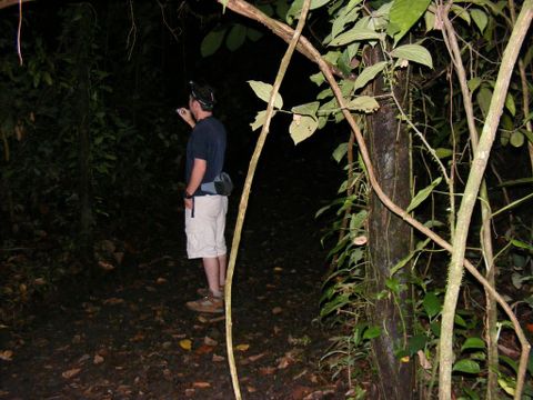 Arenal Oasis Frog Watching Night Tour