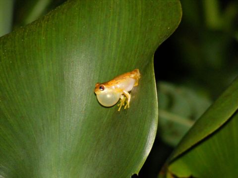 Arenal Oasis Frog Watching Night Tour