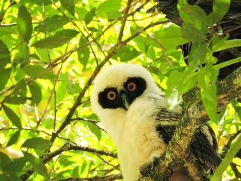 Bird Watching in the Rainforest