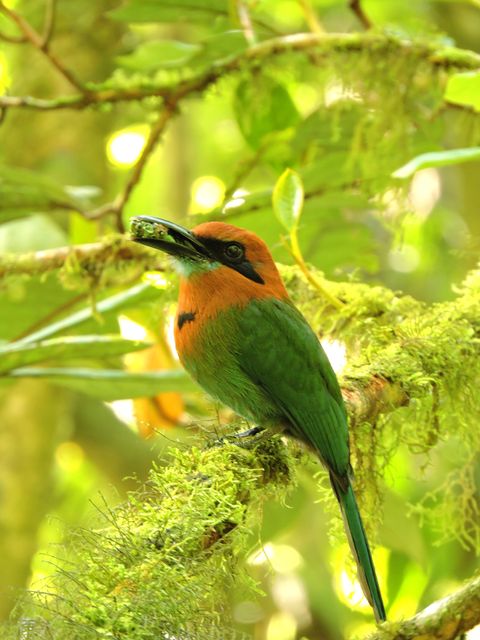 Bird Watching in the Rainforest