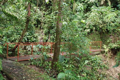 Hanging Bridges & Birdwatching tour