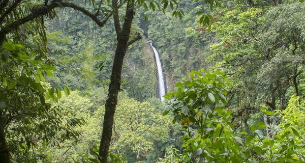 Arenal Wildlife Tour Image: La Fortuna Waterfall cascades in the distance of a dense jungle.