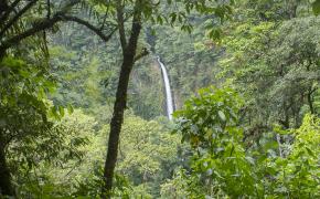 Arenal Wildlife Tour Image: La Fortuna Waterfall cascades in the distance of a dense jungle.