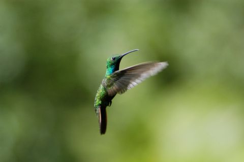 Hanging Bridges & Birdwatching tour